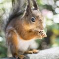 Animaux