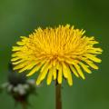Dandelion 8010882 1280