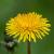 Dandelion 8010882 1280